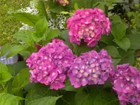rosa Hortensie.webp
