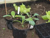 Garten 10.04.09 006.webp