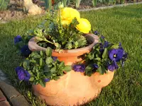 Garten 10.04.09 011.webp