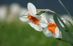 Narzisse_3.webp