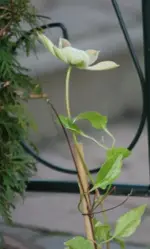 Clematis Josephine_2.webp
