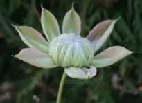 Clematis Josephine_1.webp