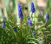 Winterlinge.webp