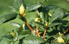 Rhodi Simona_2.webp