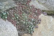 Steingewächs_1.webp