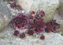 Steingewächs_2.webp