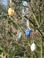 Ostereier in Felsenbirne.webp