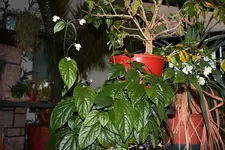 comp_IMG_2864.webp
