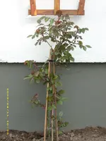 JD500181.webp