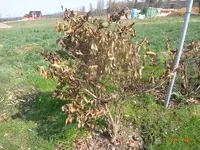 K800_R0010141.webp
