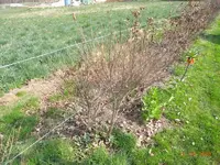 K800_R0010147.webp