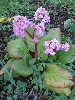 Garten 09 005.webp