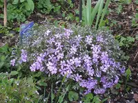 Garten 09 006.webp