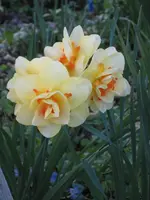 Garten 09 007.webp