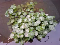 080412_113811.webp