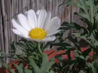 Garten 002.webp