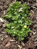 Garten 004.webp