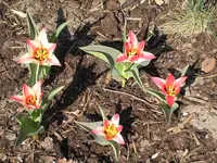 Garten 005.webp