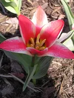 Garten 006.webp