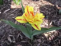 Garten 015.webp