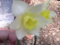 Garten 008.webp