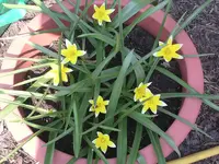 Garten 010.webp