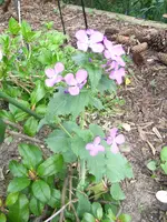 100RI-R0010294.webp
