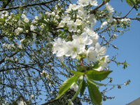 IMG_1509.webp