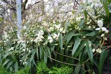 DSC_0007.webp