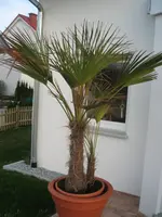 palme1.webp