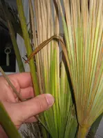 palme2.webp