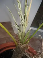 palme3.webp