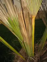 palme5.webp