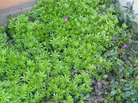 waldmeister1.webp