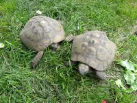 Schildkröten.webp