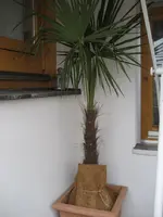 Hanfpalme a.webp