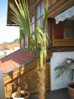 Hanfpalme b.webp