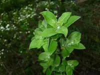 P1000460.webp
