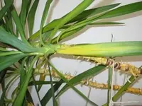 Yucca klein.webp