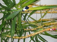 Yucca.webp