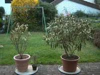 Kopie von Oleander 008.webp
