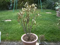 Kopie von Oleander 009.webp