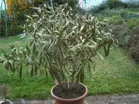 Kopie von Oleander 010.webp