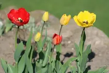 rot_gelbe Tulpen1.webp