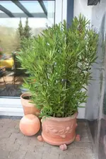 Oleander1.webp