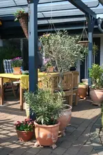 Oleander_Olivenbaum_Bellis2.webp