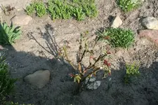 Rosenaustrieb1.webp