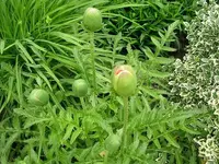 Mohn (1).webp