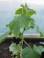 Garten 13.04.09 012.webp