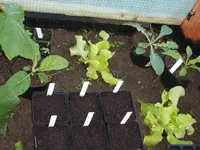 Garten 13.04.09 013.webp